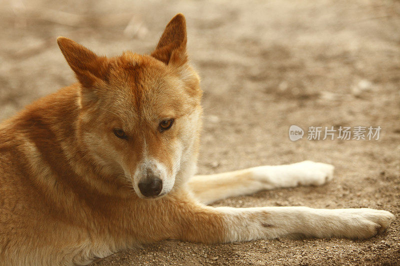 澳洲野犬