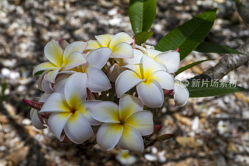 Plumeria鸡蛋花花