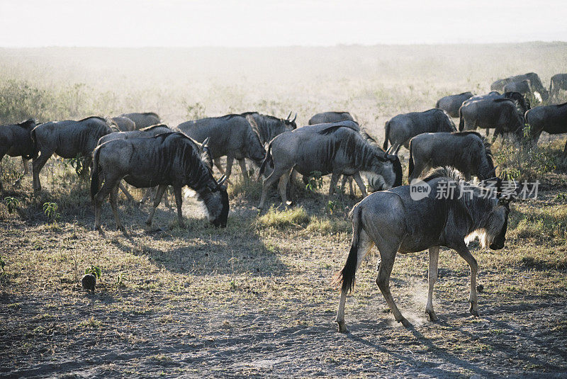 蓝色角马群在非洲平原迁徙