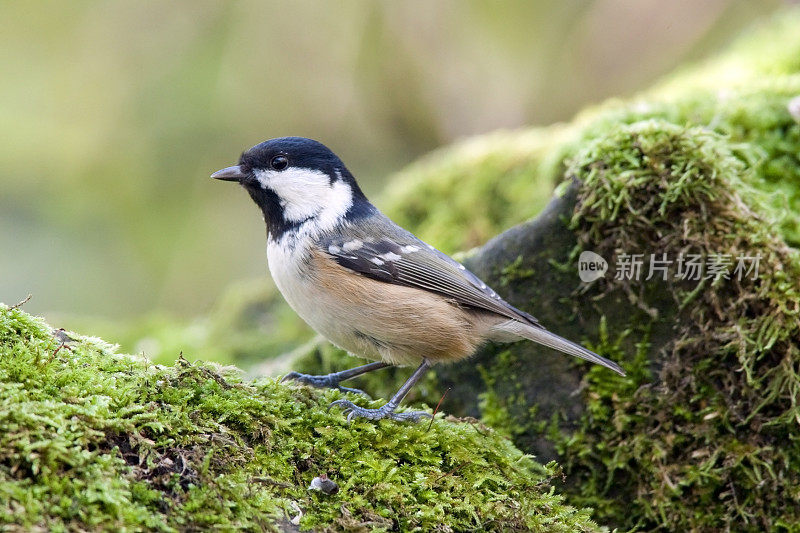 煤山雀(围产水)