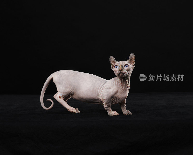 Sphynx猫