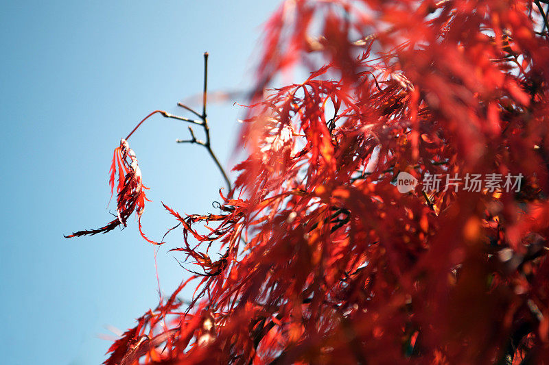 日本枫树在一个晴朗的秋日