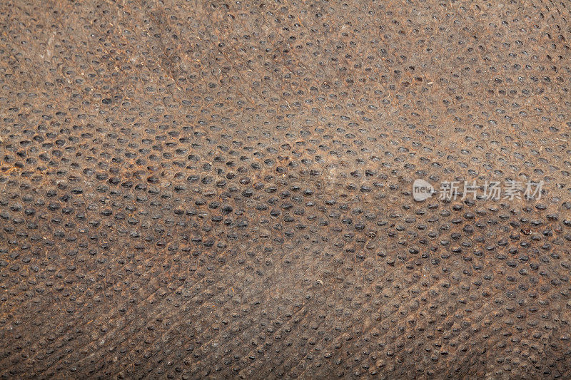 科莫多龙背部皮肤，林卡岛，科莫多国家公园，印度尼西亚