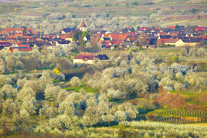 樱花和苹果在典型的德国小村庄周围盛开