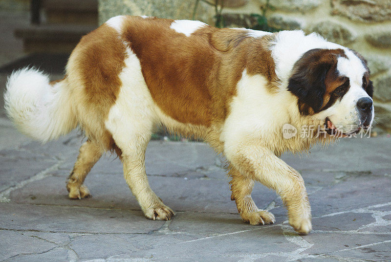 圣伯纳德犬