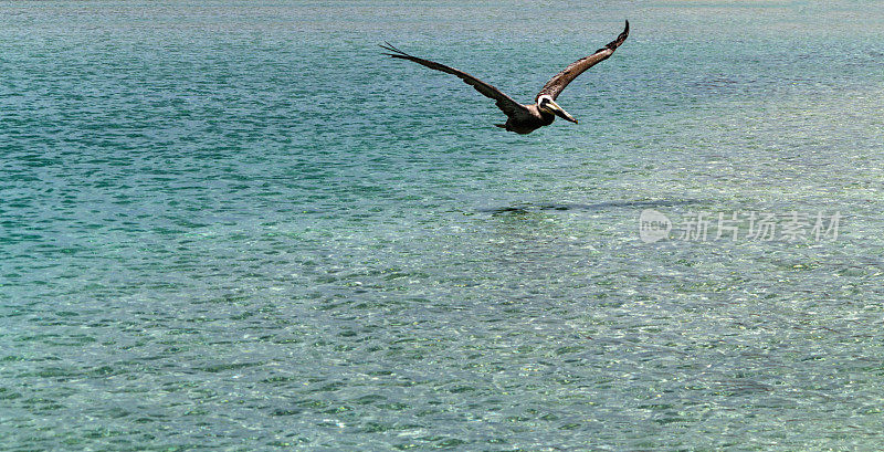 墨西哥，鹈鹕飞过水面