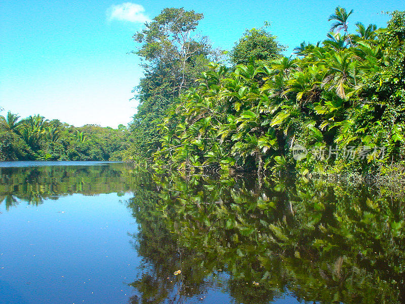 在洪都拉斯安静的泻湖热带丛林的反射
