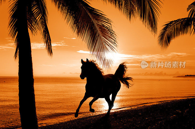 阳光下沙滩上奔驰的骏马