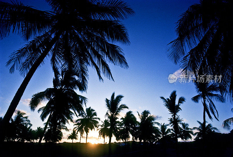巴西，伯南布哥，日落椰子树。