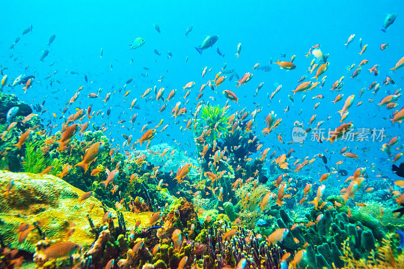 珊瑚礁是丰富的海洋生物栖息地