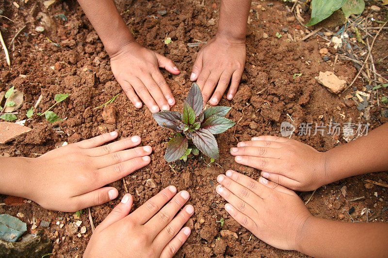 孩子们在花园里种植幼苗植物。环境保护。