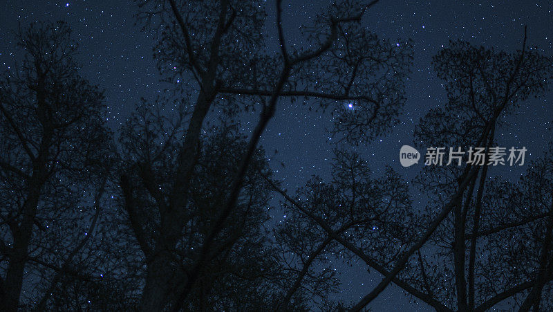 夜空中的星星在树木的剪影后面