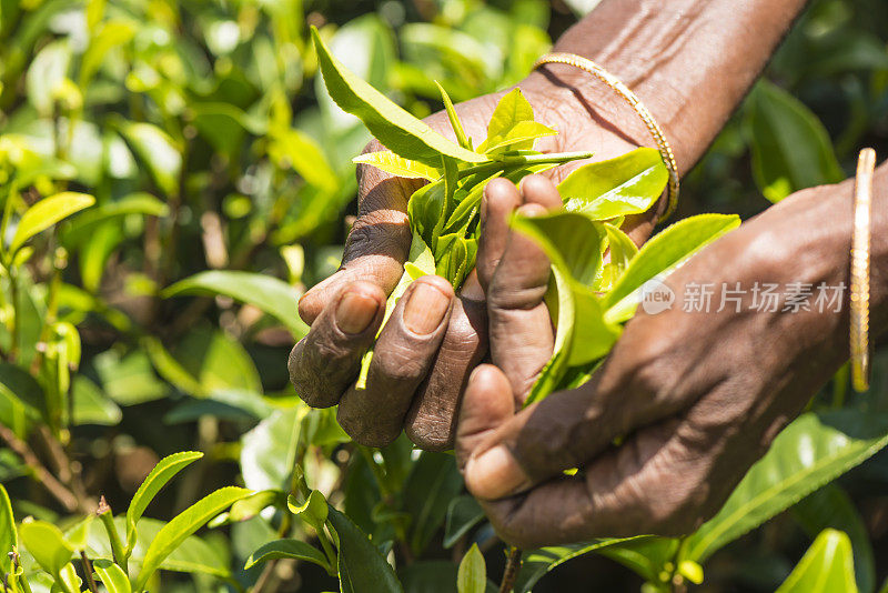 斯里兰卡的泰米尔茶