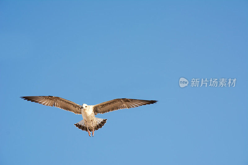 海鸥飞