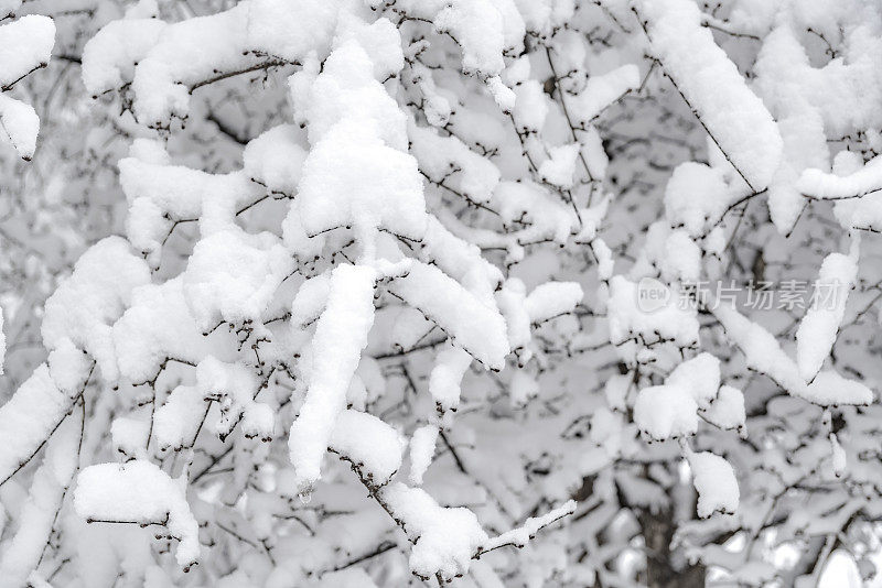 冬天的森林里下雪了