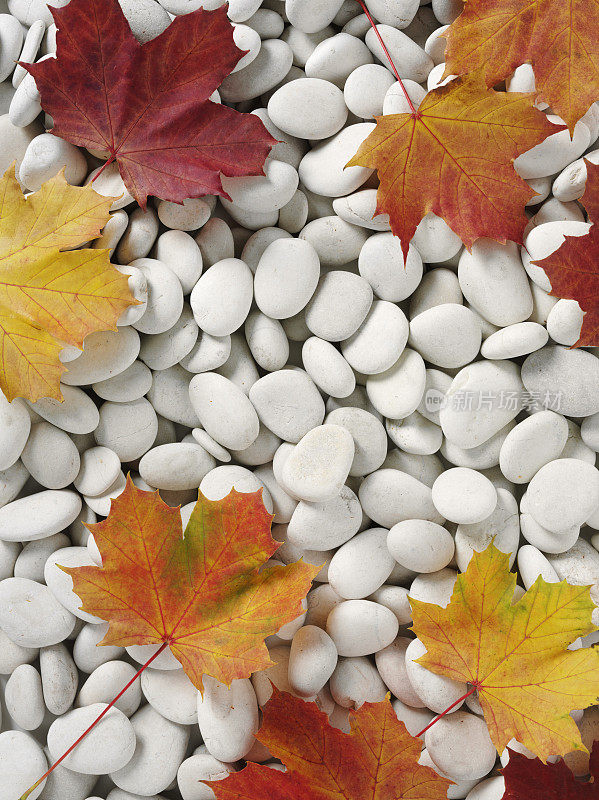 白色卵石上的秋叶