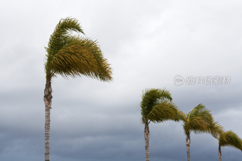 被强风吹动的棕榈树