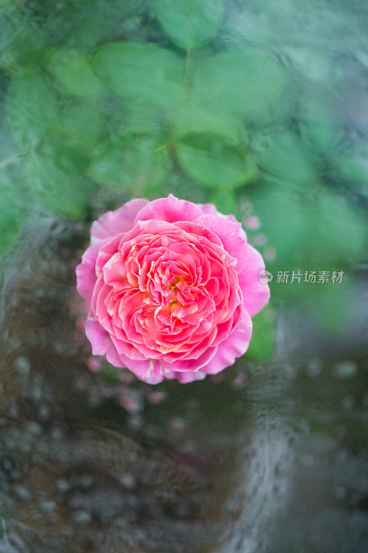 雨后的粉红玫瑰