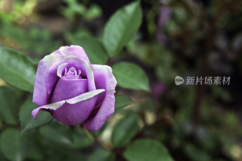 玫瑰丛中有淡紫色或淡紫色的玫瑰