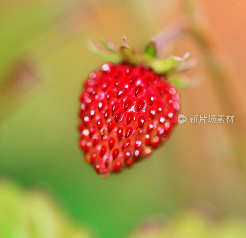 成熟的野草莓