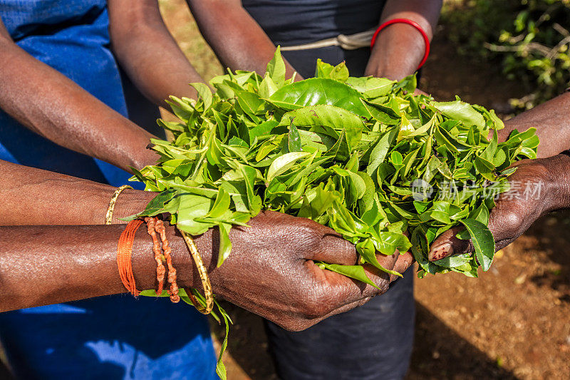 锡兰种植园上的泰米尔妇女展示新鲜的茶叶