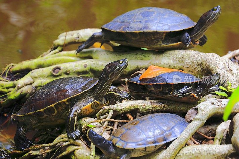 海龟日光浴，湿地红树林热带雨林树干