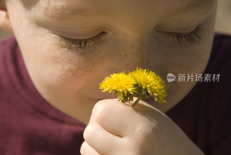 小男孩闻着花，脸上有雀斑的孩子手拿着蒲公英