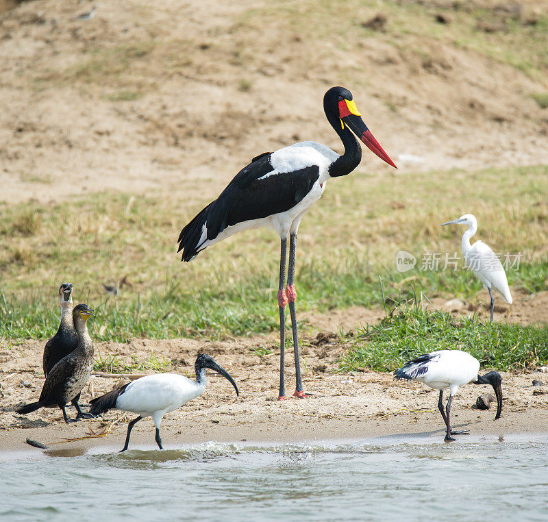 鞍嘴鹳(senegalensis)