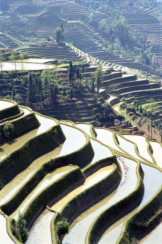 水稻梯田