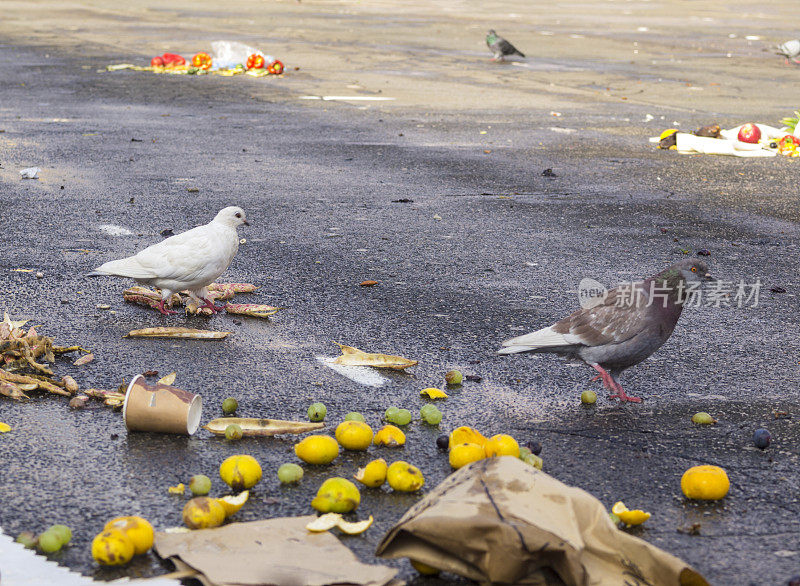 鸽子在街上觅食