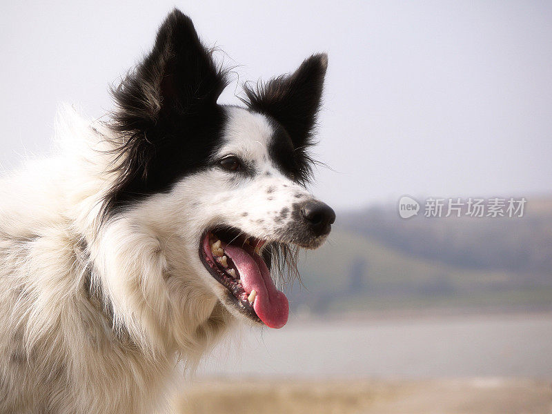 近距离拍摄的边境牧羊犬