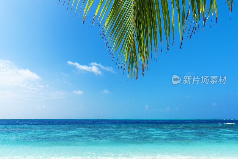 棕榈叶与热带海景