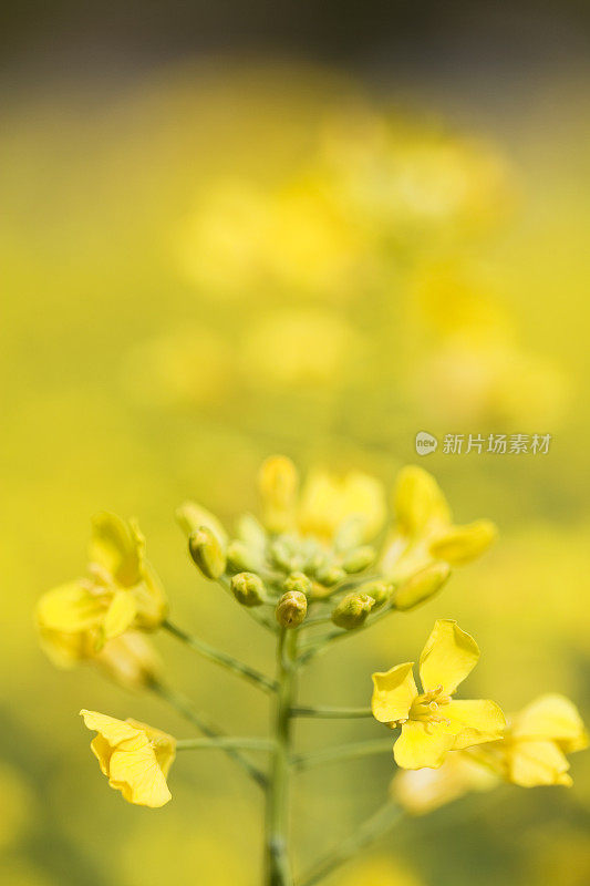 年轻的油菜