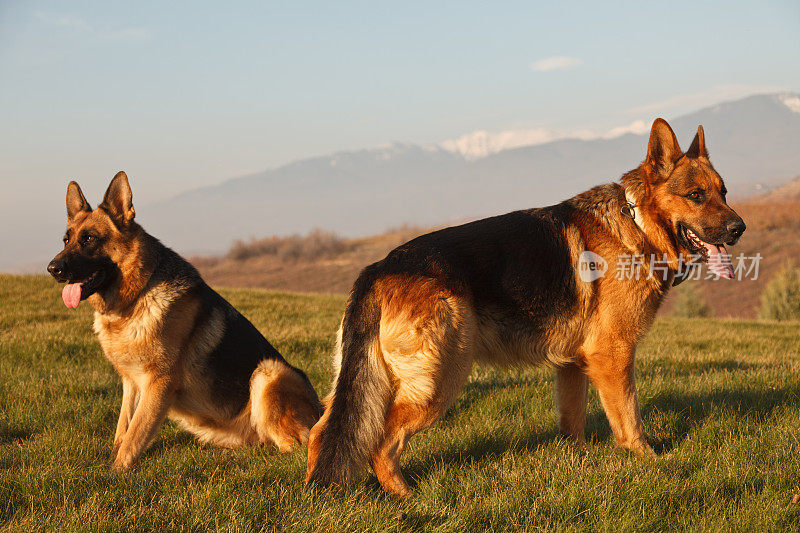 德国牧羊犬