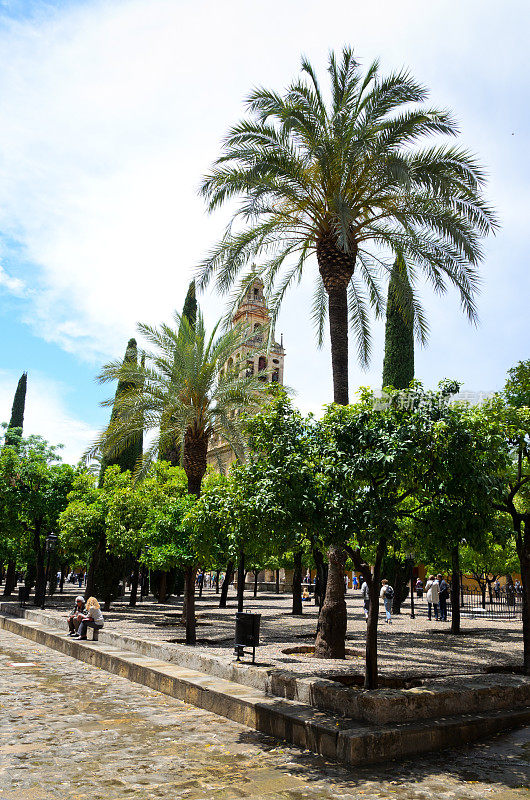位于Córdoba的大清真寺的绿色庭院