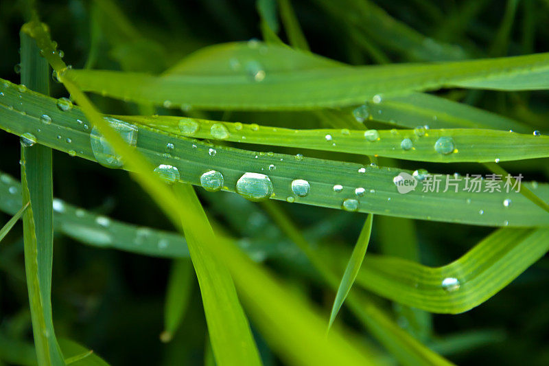 草与雨滴