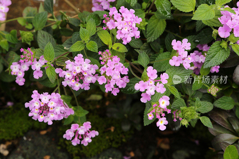 卡马拉Lantana