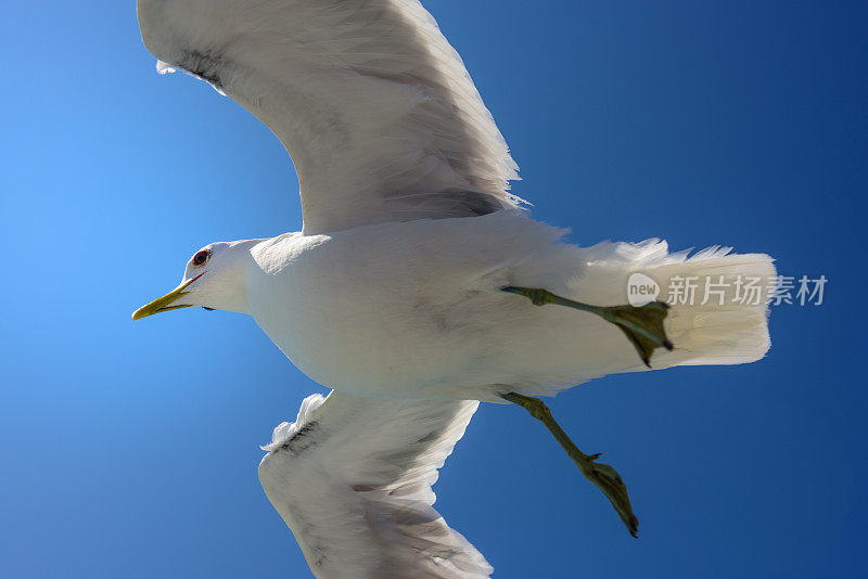 蓝天下的海鸥