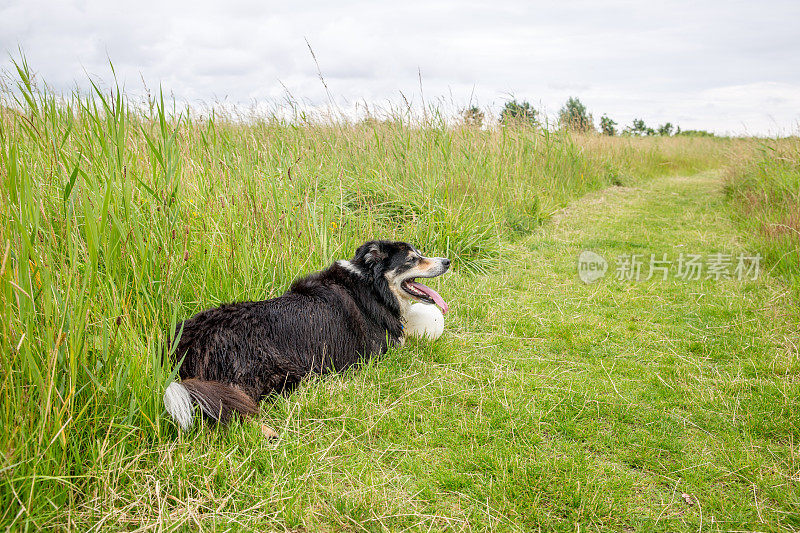 博德牧羊犬躺在草地上