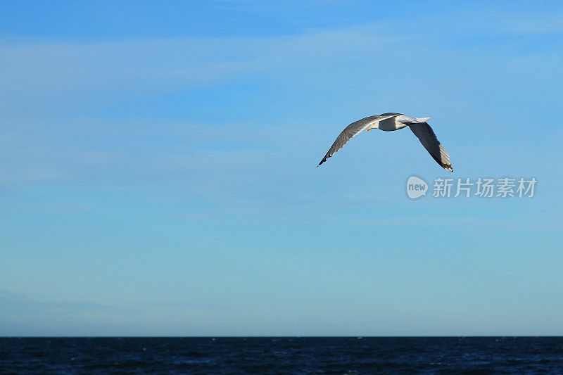 海鸥在空中