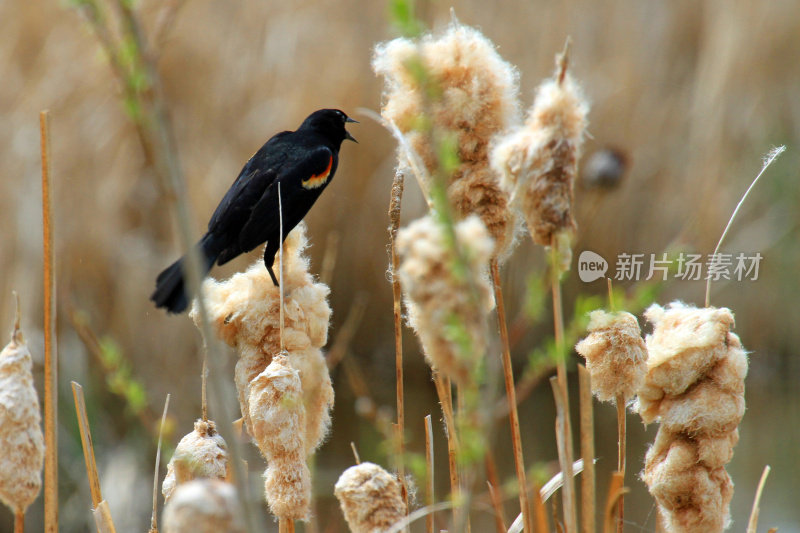 红翼黑鸟