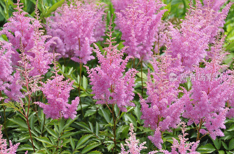 粉色astilbe