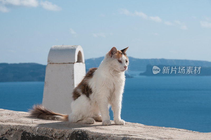 希腊圣托里尼岛伊亚的猫