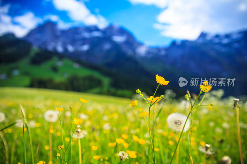 Alpen景观-绿色草地充满春天的鲜花-选择性焦点(不同的焦点检查其他图像在系列)