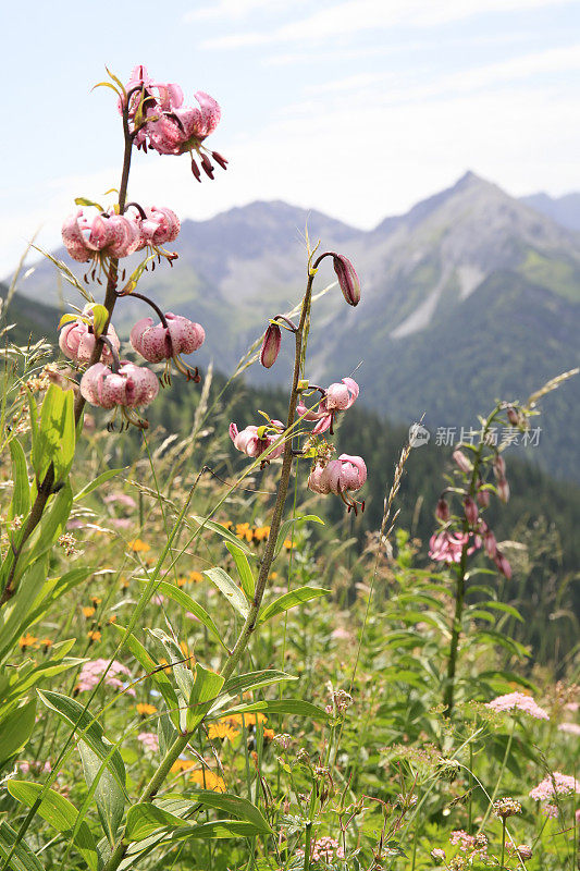 山花，马塔贡百合，泰洛，奥地利阿尔卑斯山