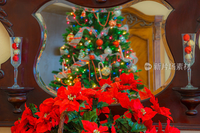 圣诞树映在古董镜子上的一品红(P)