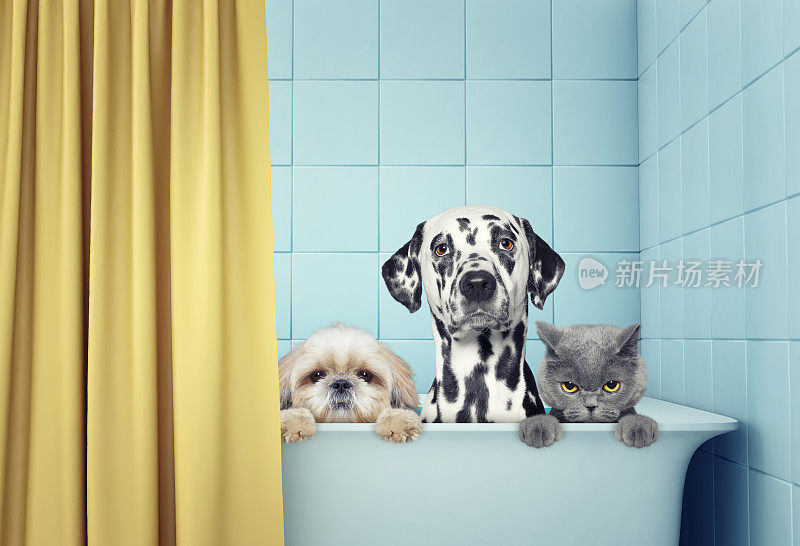 两只狗和一只猫在洗澡