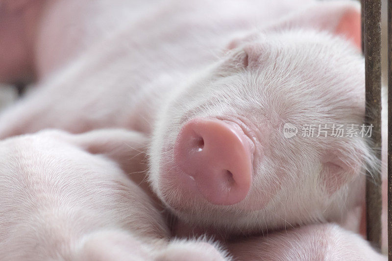 小猪在睡觉，小猪在窝里吮吸。饭后睡个好觉。