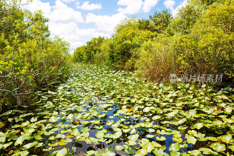 佛罗里达湿地，在美国的大沼泽地国家公园乘坐汽艇。