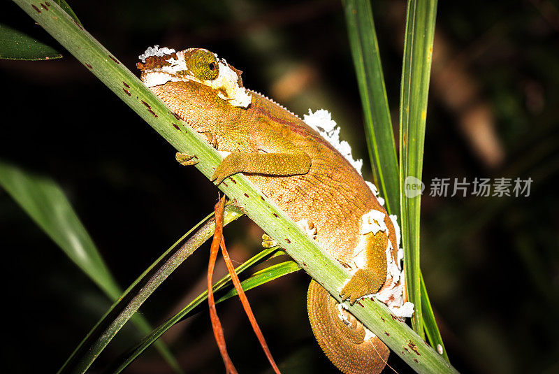 雄性变色龙正在蜕皮，躺在树枝上，马达加斯加